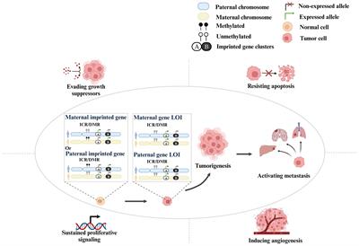 The role of imprinting genes’ loss of imprints in cancers and their clinical implications